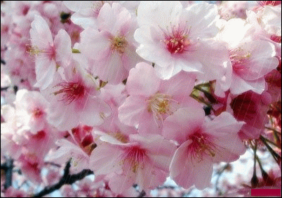 Rain_cherry blossoms Gif - ID: 4671 - Gif Abyss