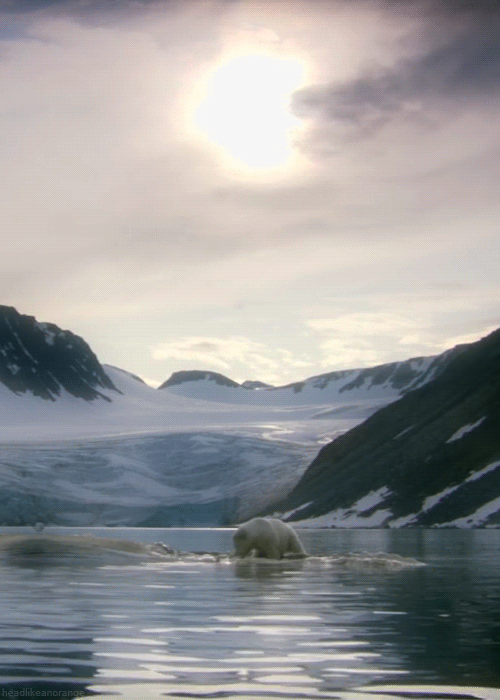 polar-bear-gif-gif-abyss