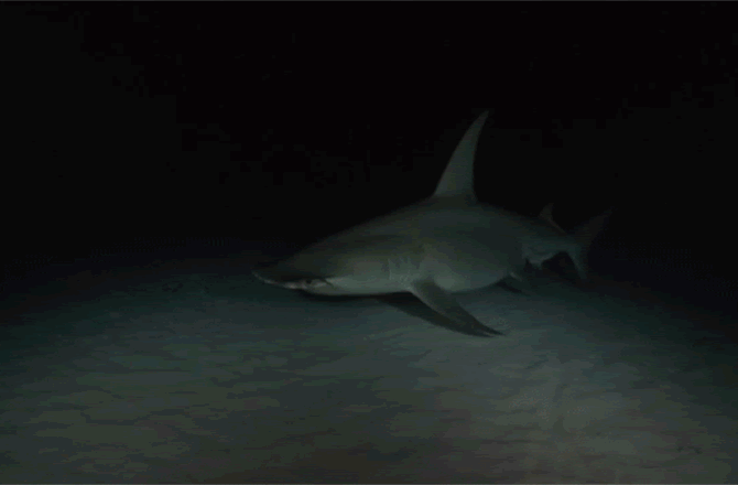 Hammerhead Shark Swimming