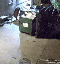 Bear steals dumpster