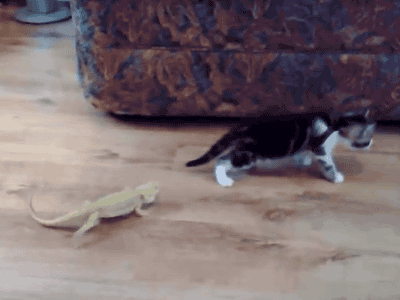 Kitten is scared by lizard