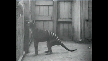 Rare footage of a marsupial wolf specimen, Thylacine