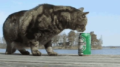 51461.gif