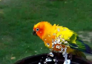 Parrot bath