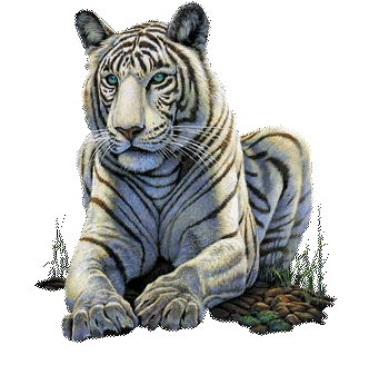 Tiger Gif Gif Abyss 55190