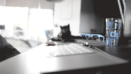 Cat Gif - Gif Abyss
