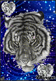 Tiger Gif - Gif Abyss
