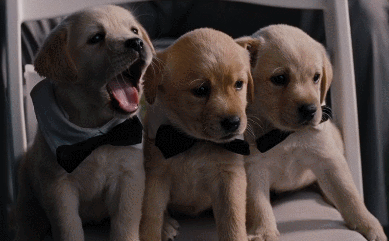 Charming Trio Of Playful Labrador Retriever Puppies Animated GIF Gif 