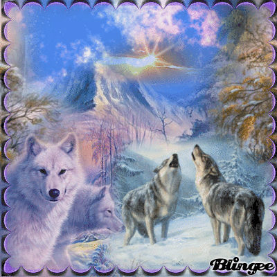 Wolf Wallpaper Gif Cool / 220 Wolf Gifs Ideas Wolf Beautiful Wolves