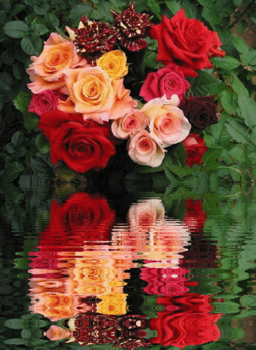 Red Roses Reflection