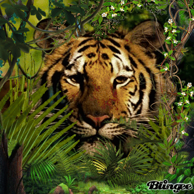 Tiger Gif - ID: 56459 - Gif Abyss