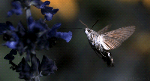 Hummingbird Hawk-moth Gif