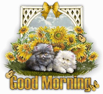 Download Cat Good Morning Misc Statement Gif