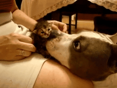 Dog Gives Kitten A Bath Gif Abyss, Cat In A Bathtub Gif