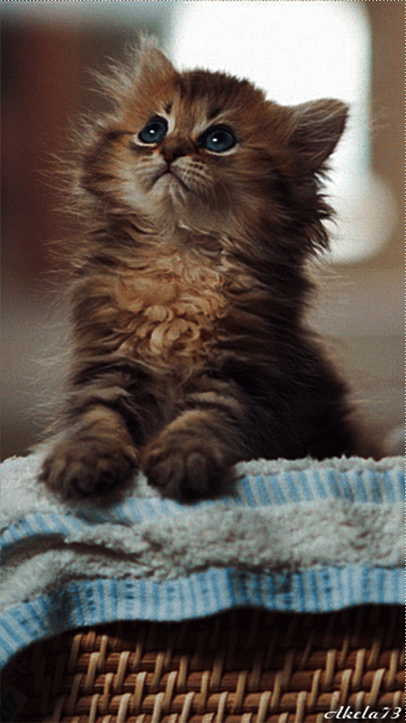 Cute Kitten Gif - ID: 67815 - Gif Abyss