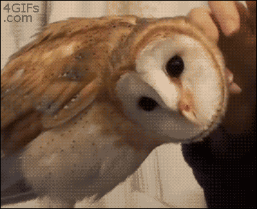 Barn owl Gif