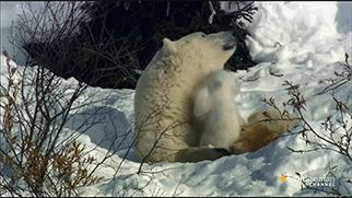 Polar Bear Gif
