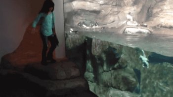 Gif ID: 7411