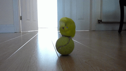 budgie on a tenis ball
