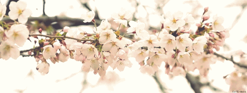 Cherry blossom gif - Gif Abyss
