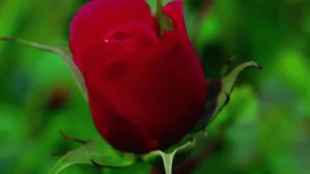 Blooming Beauty: Animated Rose in Nature's Embrace - Gif Abyss