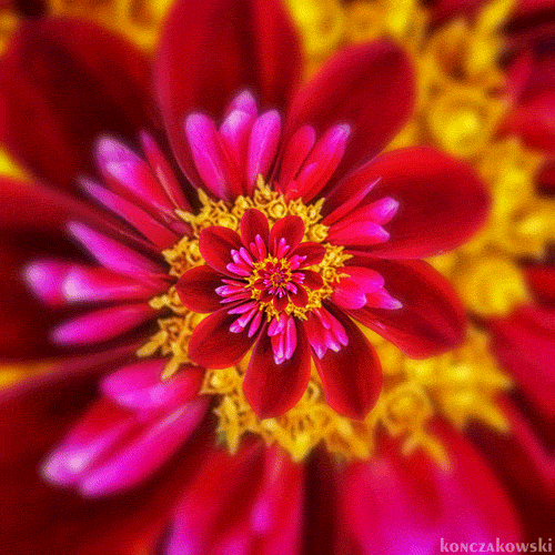 Artistic Flower Gif Gif Abyss