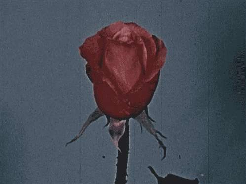 Download Nature Flower Gif