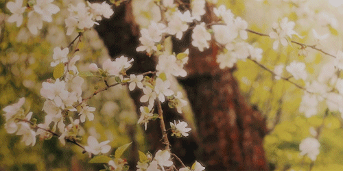 Blossom Gif - Gif Abyss