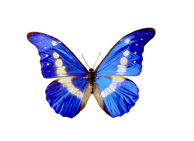 Download Artistic Butterfly Gif - Gif Abyss