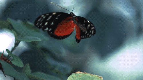 Butterfly Gif