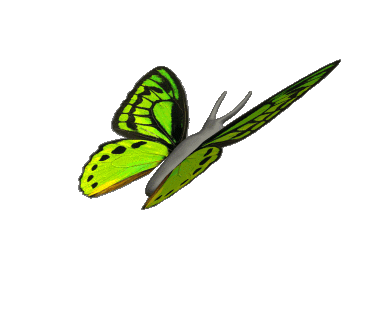 Green Butterfly Gif