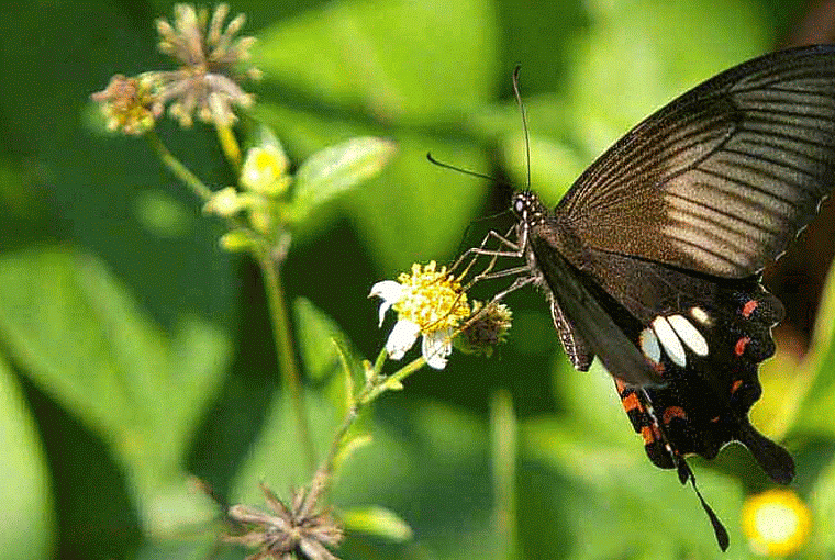 Monarch Butterfly Flying Gif