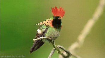 Download Animal Hummingbird Gif