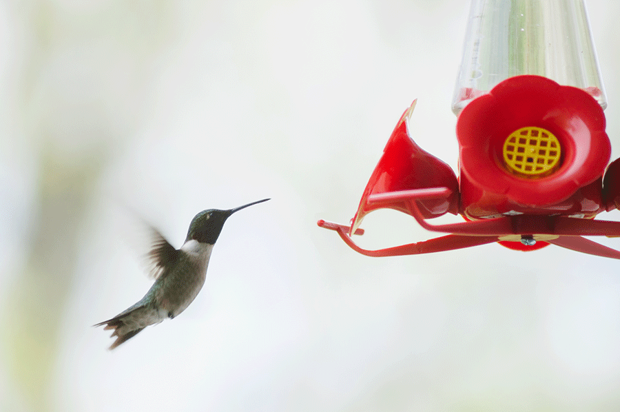 Hummingbird Gif Gif Abyss