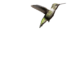 Hummingbird Gif - Gif Abyss