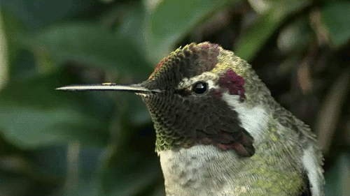 Hummingbird Gif - Gif Abyss