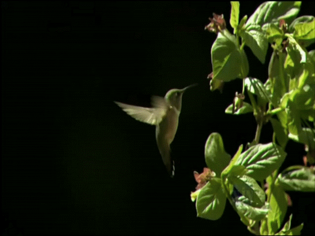 Hummingbird Gif