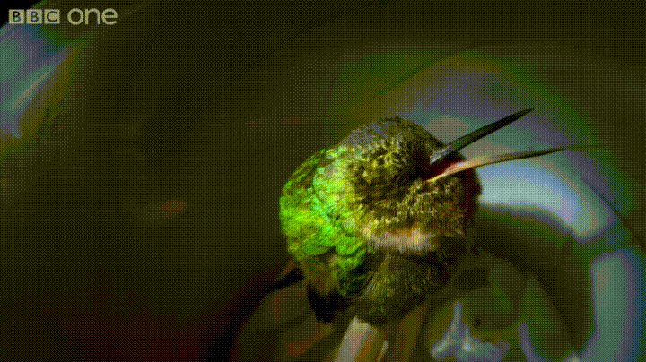 Hummingbird Gif