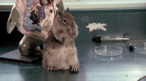 Download Animal Squirrel Gif