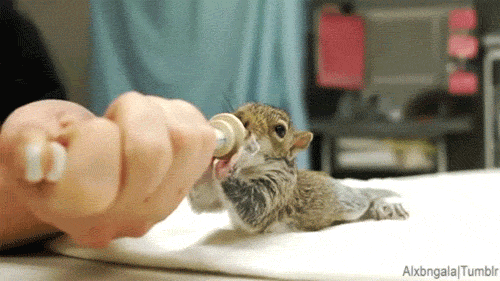 Squirrel Gif - Gif Abyss