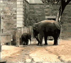 Asian Elephant Gif