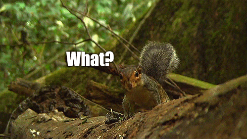 Squirrel Gif - Gif Abyss