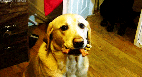 Playful Labrador Retriever Bringing Joy To Your Day 