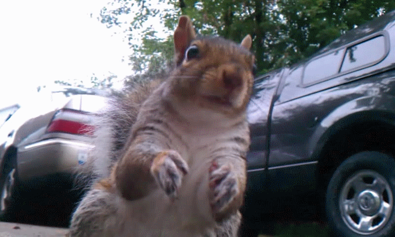 Squirrel Gif