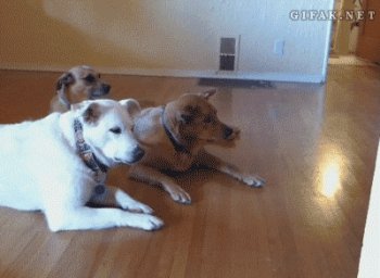 Gif ID:8773