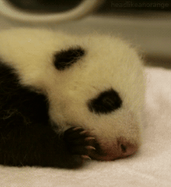 Download Animal Panda Gif