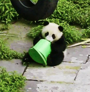 Download Animal Panda Gif