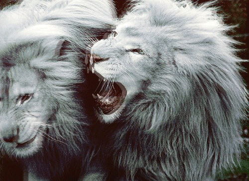 white lion Gif