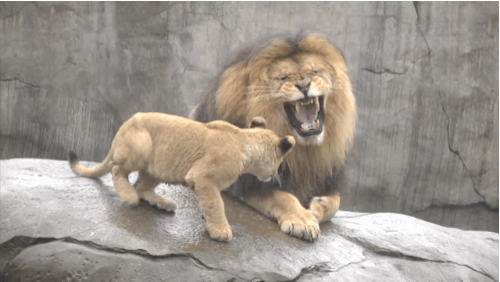 Lion Gif - Gif Abyss