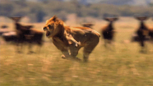 Download Animal Lion Gif